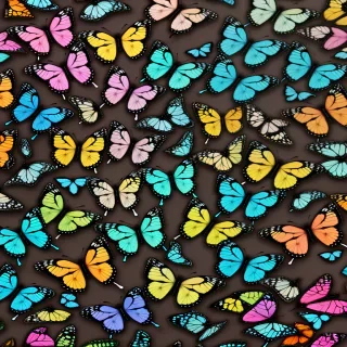 butterfly images wallpaper