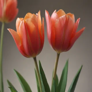 tulip flower