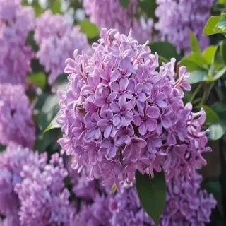 lilac iphone wallpaper