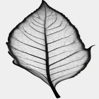 clipart leaf black and white