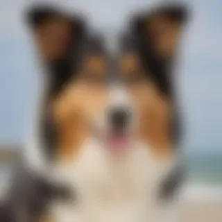 collie dog breed