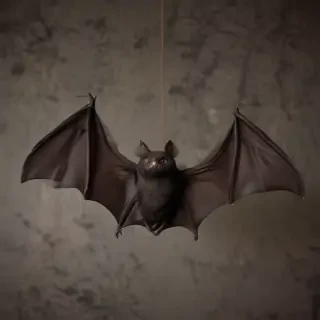 pics of halloween bats