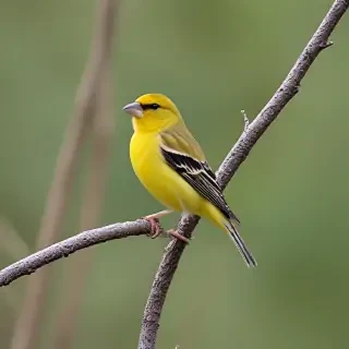 yellow finch