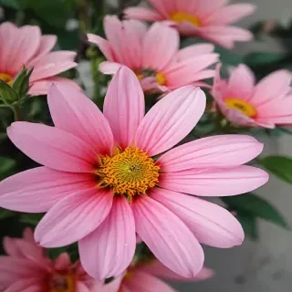 wallpaper iphone flower