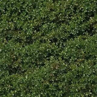 shrub png
