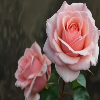 rose backround