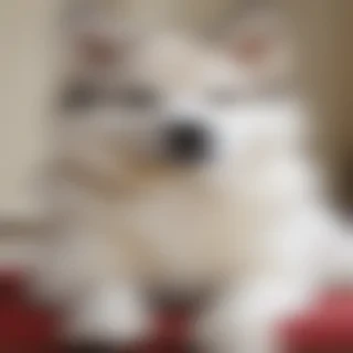 huskita dog breed