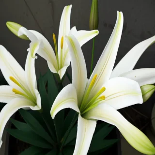 lily flowers