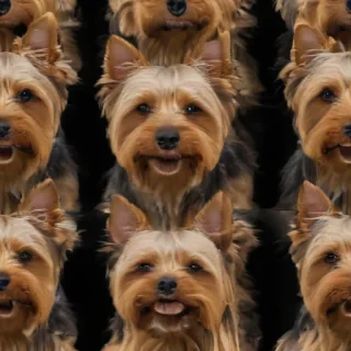 silky terrier
