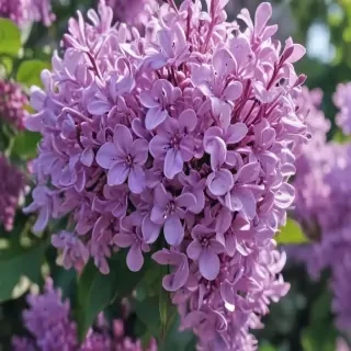 lilac iphone wallpaper