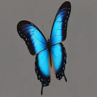 blue butterfly png