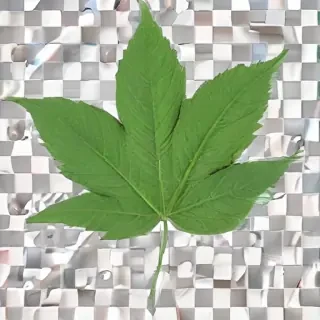 green leaf png