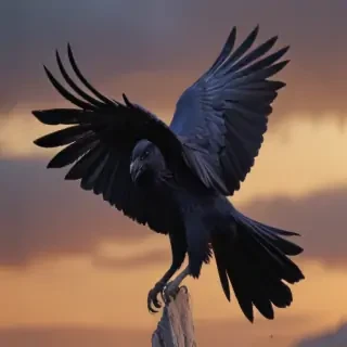 raven png