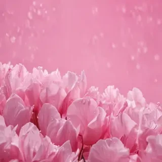 pink background cute