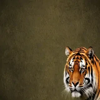 tiger backgrounds