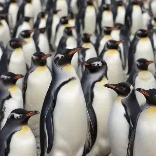 penguins background