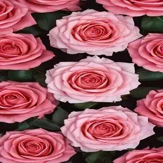 roses background