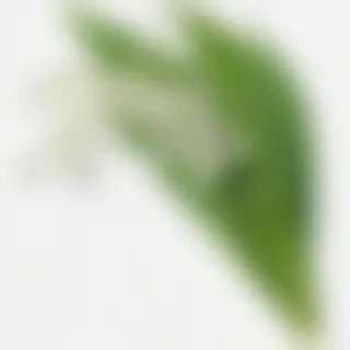lily of the valley png