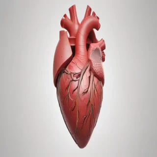 human heart png