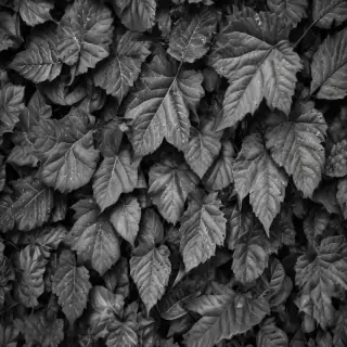 leaves black and white