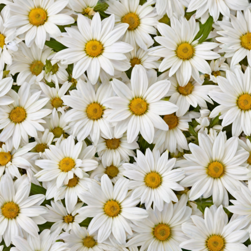 flowers white background