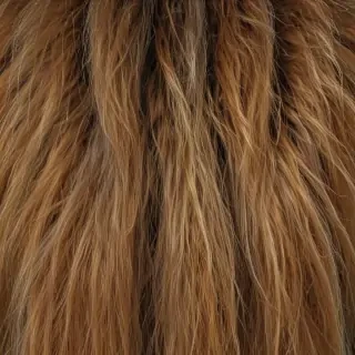 hairy free