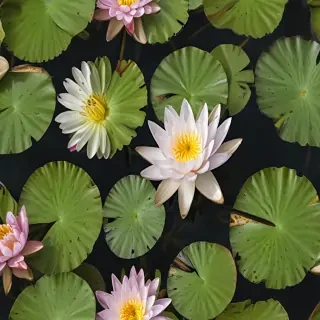 water lily png