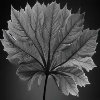 leaf images black and white