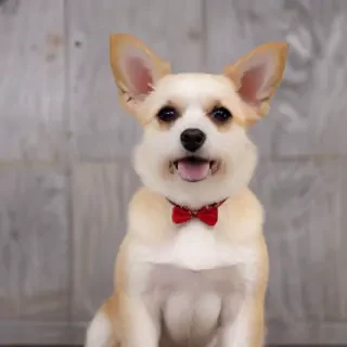 dog images