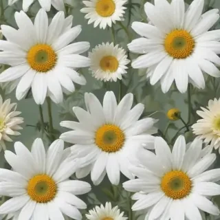 daisy flower wallpaper