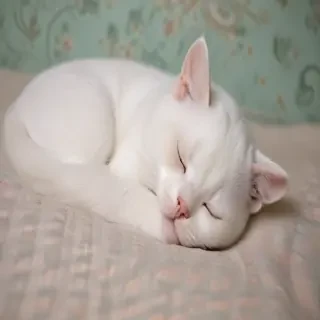 sleeping wallpaper