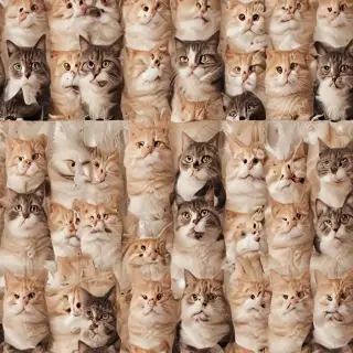 funny cat backgrounds
