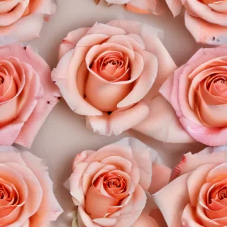 rose backround