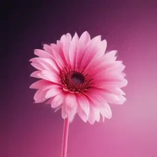 pink wallpapers for iphone