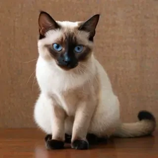 thai old style siamese cat breed