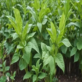 tobacco plant