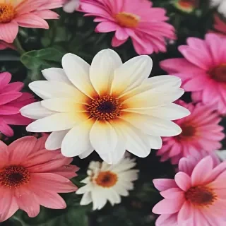 flower background iphone
