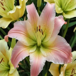 lily flower