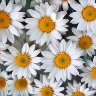 iphone daisy wallpaper
