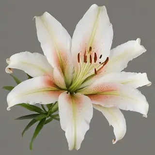 lily flower png