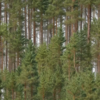 pine trees transparent background