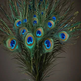 peacock feather images
