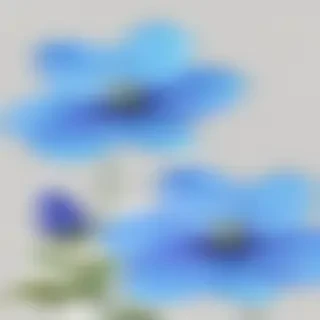 transparent blue flowers
