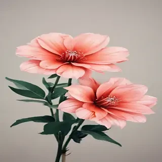 flower no bg