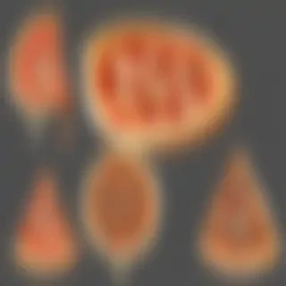 pizza clip art