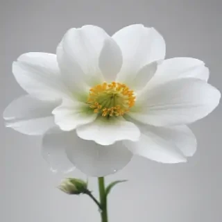 white flower transparent
