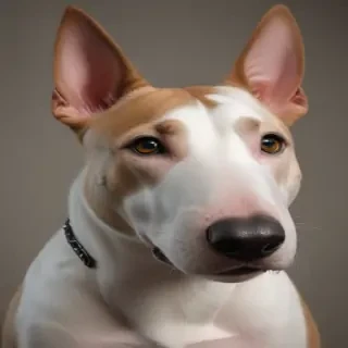 bull terrier dog breed