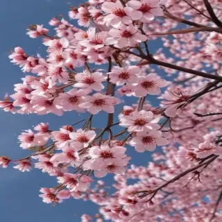 cherry blossoms png