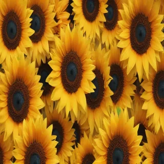 sunflower backgrounds aesthetic