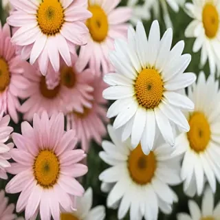 daisy wallpaper iphone